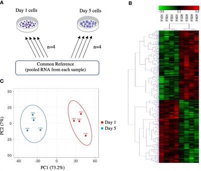 Transcriptome Profiling of Atlantic Salmon Adherent Head Kidney Leukocytes Reveals That Macrophages Are Selectively Enriched During Culture